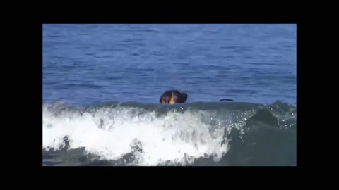         （PC携帯対応）胸の水着サイズが合ってなくガバガバ！！さらに水着がケツに食い込んでエロすぎ！！！
    