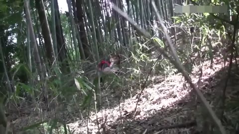         ★無★ HD 忍者脱粪
    