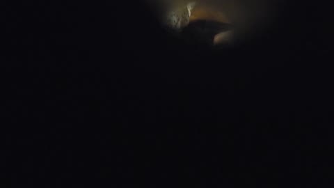         【阿国ちゃんの和式洋式七変化】阿国ちゃんの「和式洋式七変化」No.18 iBO（フタコブ）
    