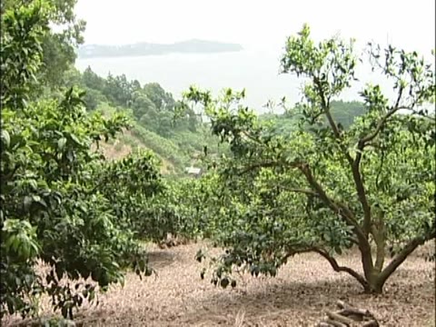         渋谷書店 無毛少女生撮専科 vol.6 神谷さなえ
    