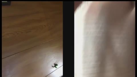         ※既出なし※方言がかわいい　ろけぱいちゃんと一緒に・・・・
    