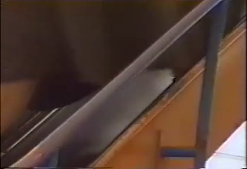         S達のラッキー・パンチラ♥
    