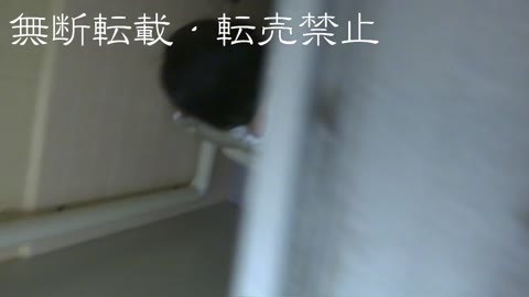         天使ｓちゃん天空トイレ☆パパ撮影の娘かんさつ♪etc４本
    