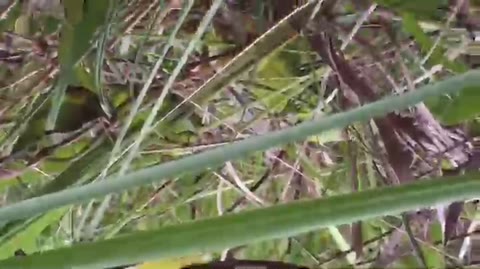         りある。処女っぽいＣＫ多数出演。或る旅館の大浴場＆更衣室潜入記！etc７本
    