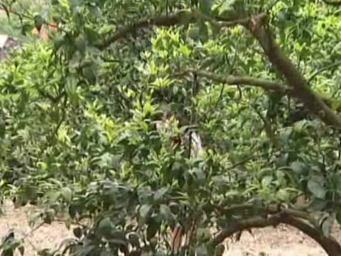         無毛少女生撮専科 06 神谷さなえ
    