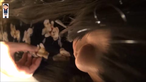         超従順☆チンコ見てうっとりする美少女ｃ学生に中出し♪etc3作品
    