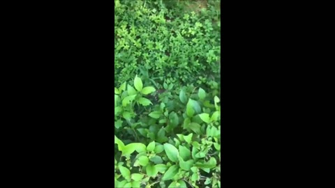         全裸でお散歩とフェラとハメ[中華野外露出]
    