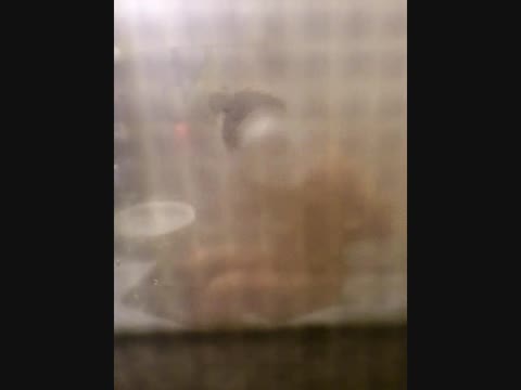         民家風呂盗撮 きのだクンの隣の女子大生 Case03 VIP動画
    