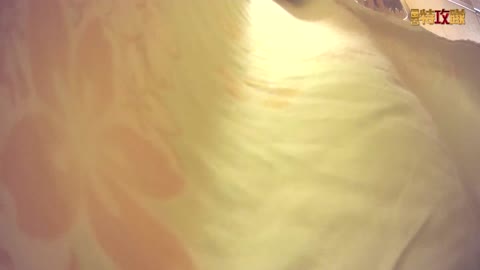         進化　四人組と安●ぐみ似特別戦利編【極秘絶品 No.015】
    