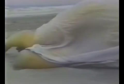         【無】 藤あかね　天使のビラビラ【旧作】
    