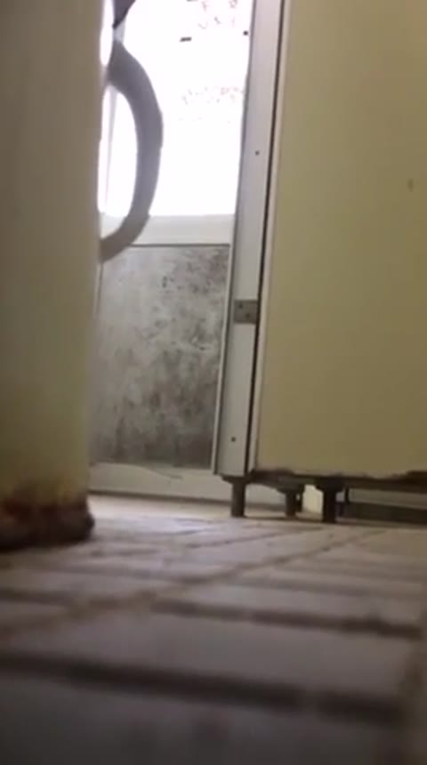         大会中の外のトイレ
    