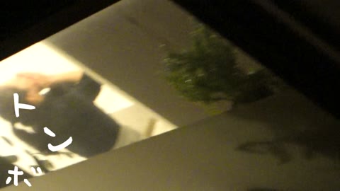         【リアル盗撮風】必見！超美形OLの風呂上がり&amp;プライベート
    