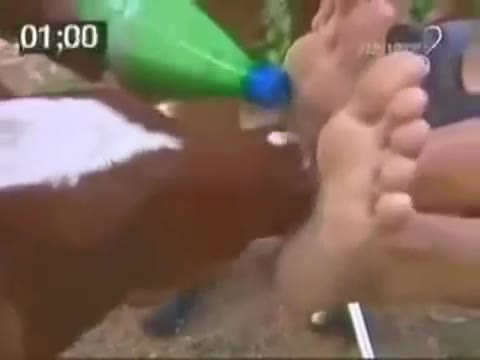         イタリアのヤバすぎるテレビ番組
    