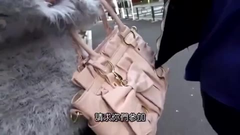         素人カップル企画物
    