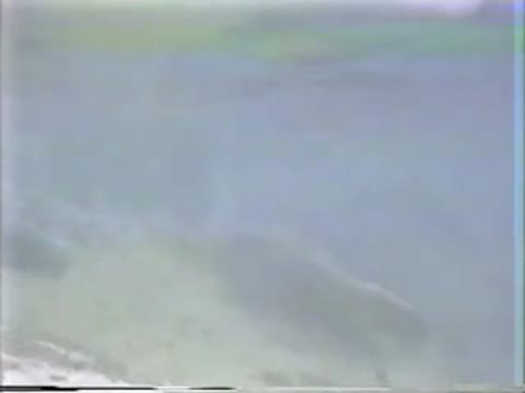         無修正.傑作裏ビデオ 森下優子”マリンブルー”
    