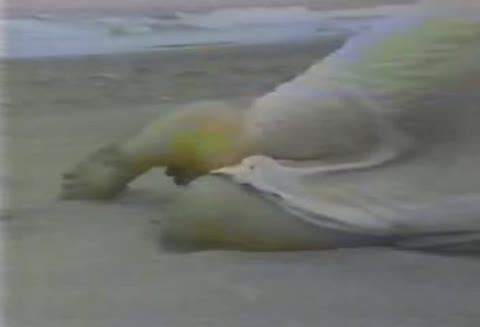         藤あかね 天使のビラビラ
    