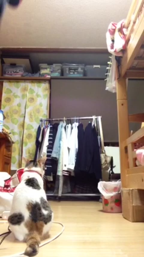         スペシャルセール　伝説のあの子たち
    