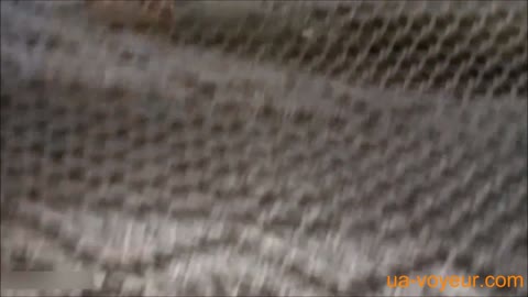         昭和古典映像”S級Ⅳメグちゃん”
    