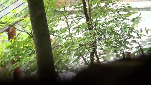         Peeping-eyes bath TO-4472
    