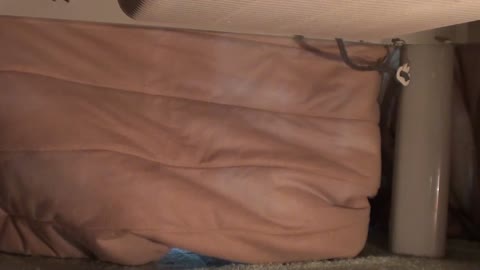         炬燵の中で蒸れまくり、いもうとのオパンツを覗き見る
    